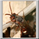 Nomada flava  - Wespenbiene w23.jpg